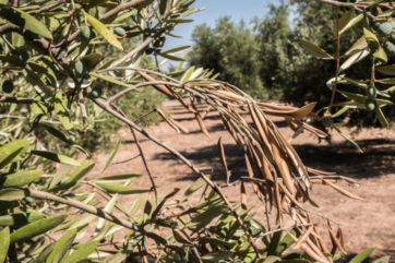 Xylella-nucleo cinofilo-Puglia-Salenti-ulivi-oliveti-olio extravergine di oliva