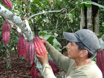 cacao