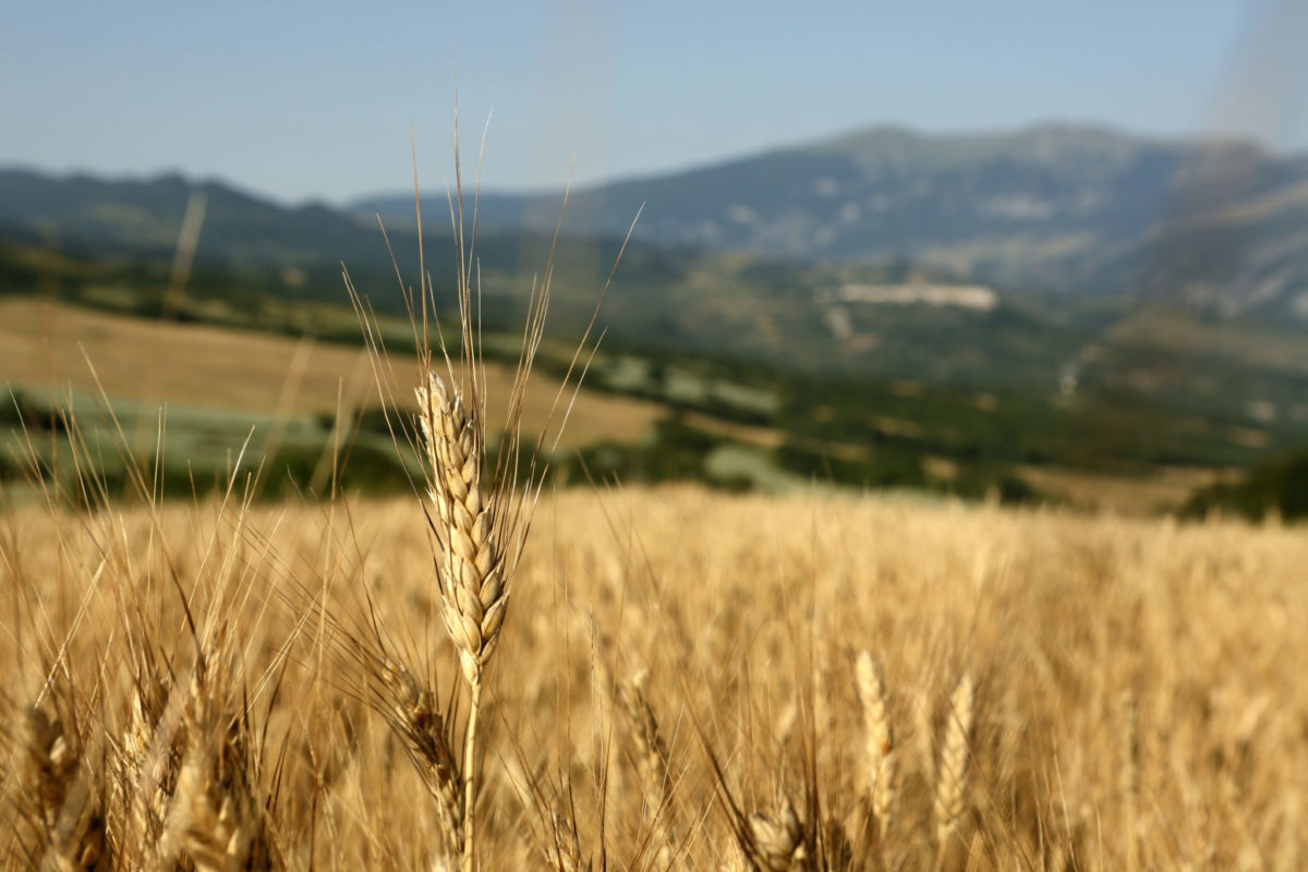 Grano: ricerca e tecnologie fanno crescere la produzione