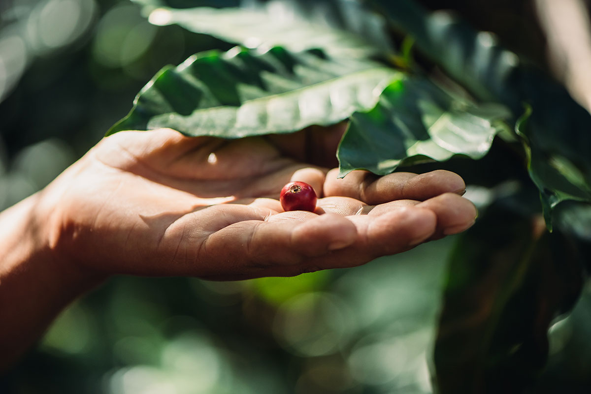 Il caffè bio interessa, ma non decolla