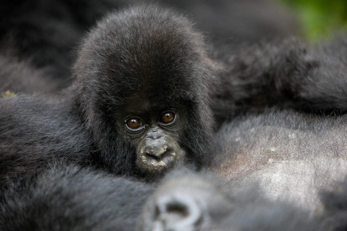 Gorillas centra l’obiettivo carbon neutral