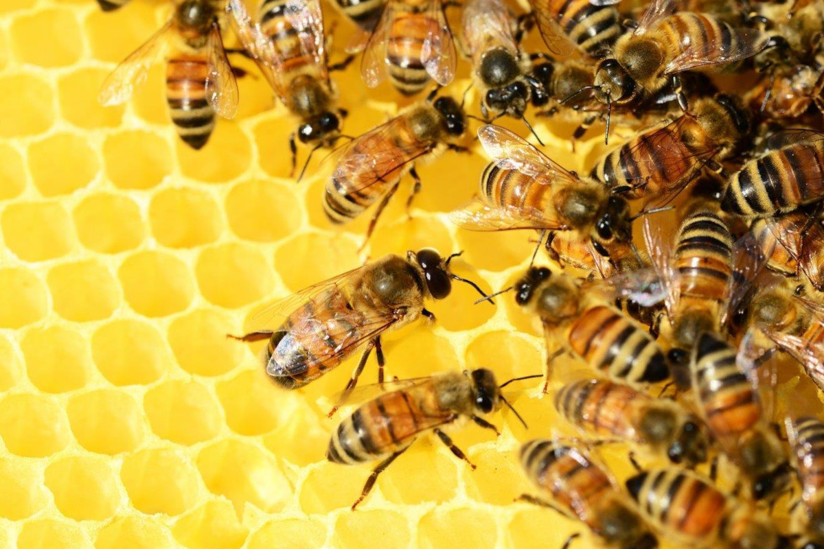 Biodiversità, l’impegno green di Codè Crai Ovest e 3Bee