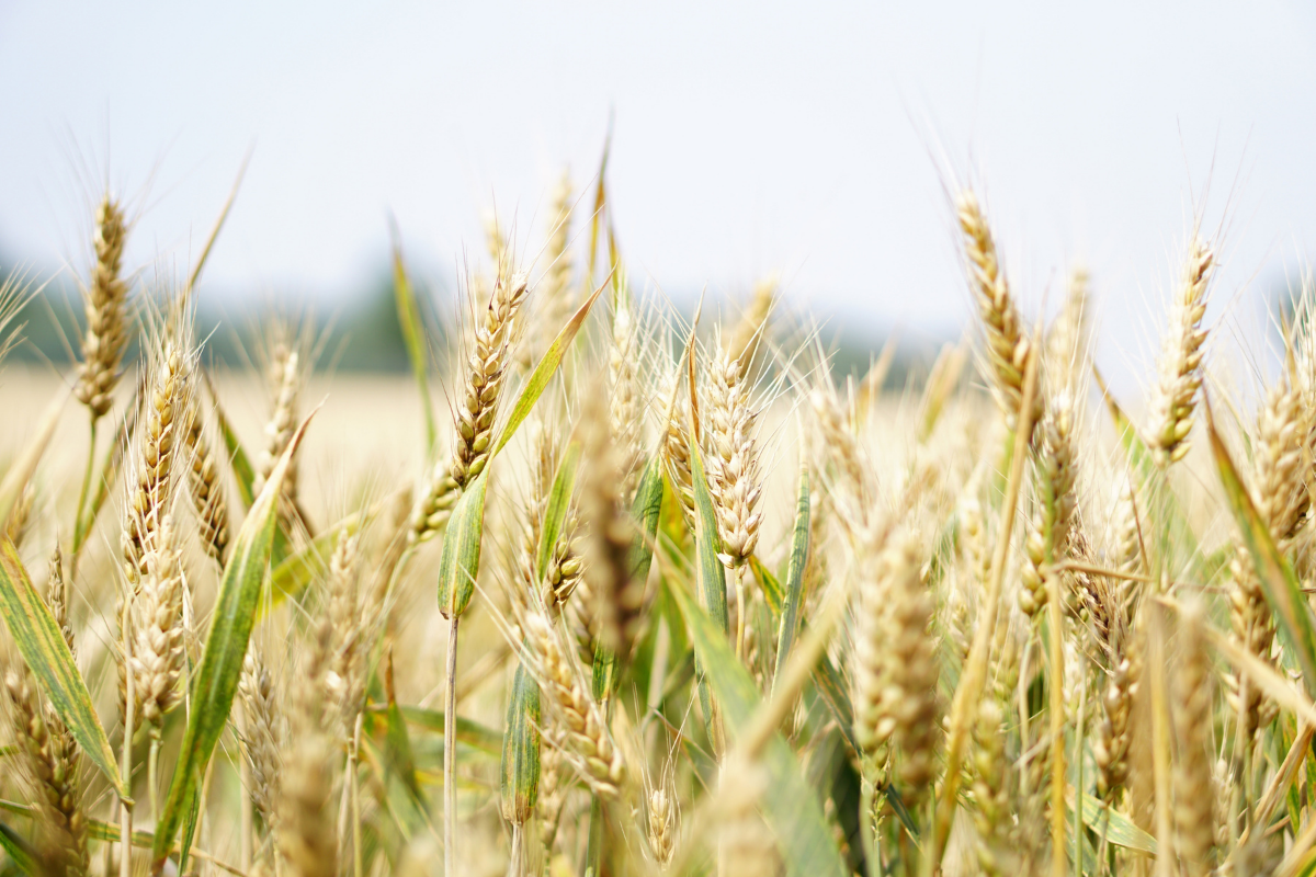 Coldiretti e CAI, col maltempo persi raccolti per 200 mln di kg di pane 