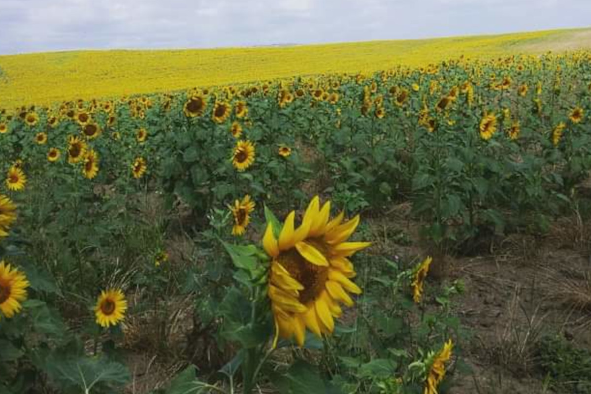 Crisi Russia-Ucraina – Olio di girasole a rischio entro un mese