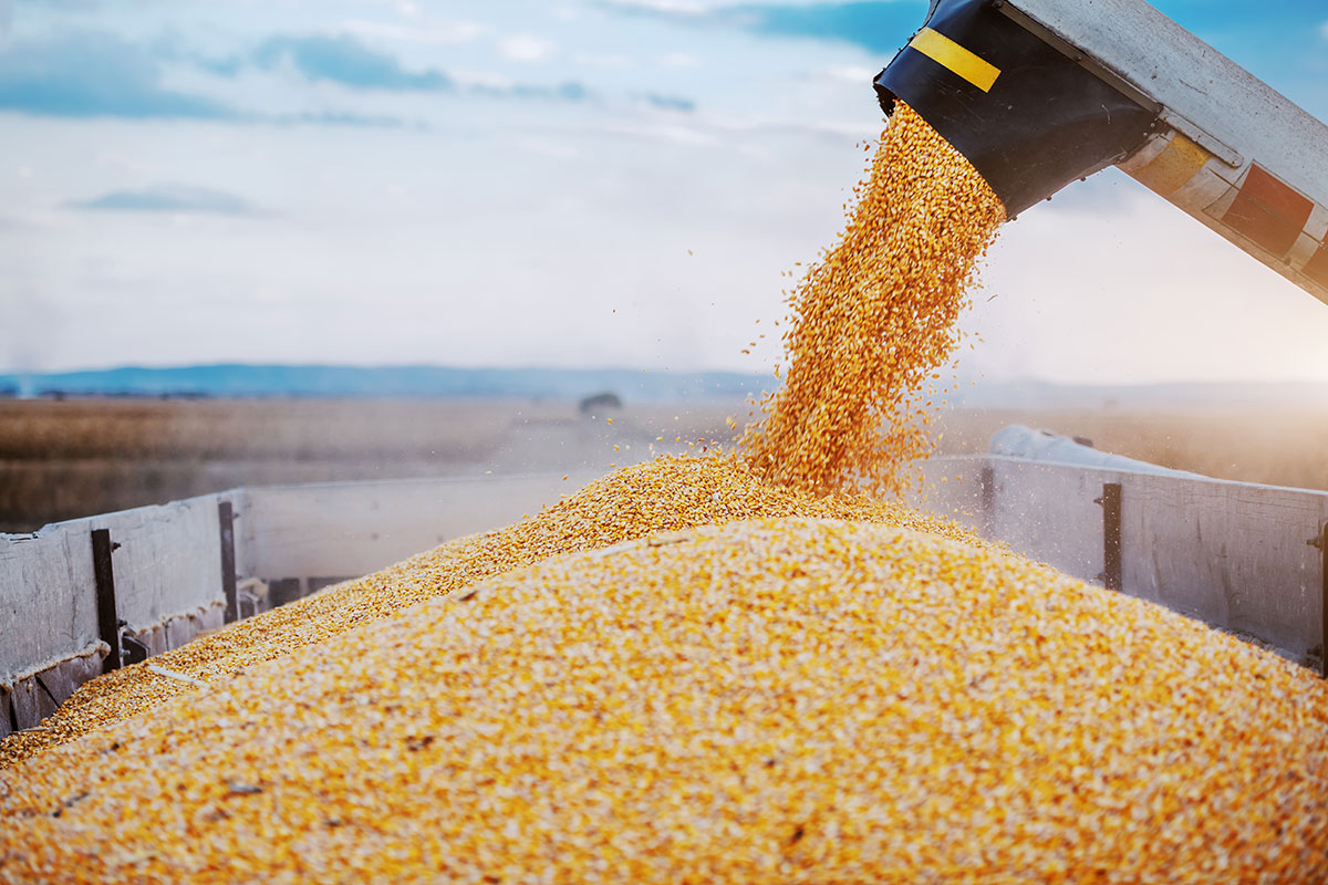 Ucraina, la Russia non rinnova l’accordo sul grano
