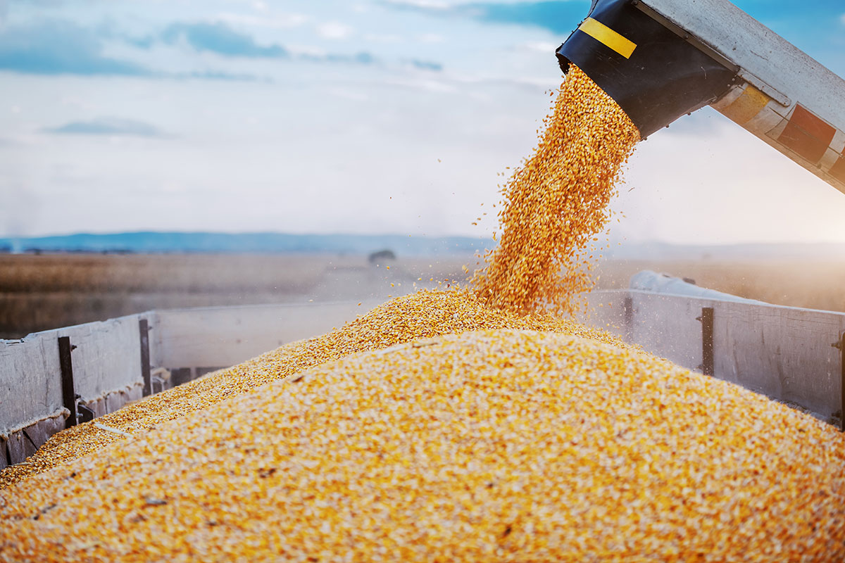 Semina, più spazio per il grano tenero, in calo il grano duro