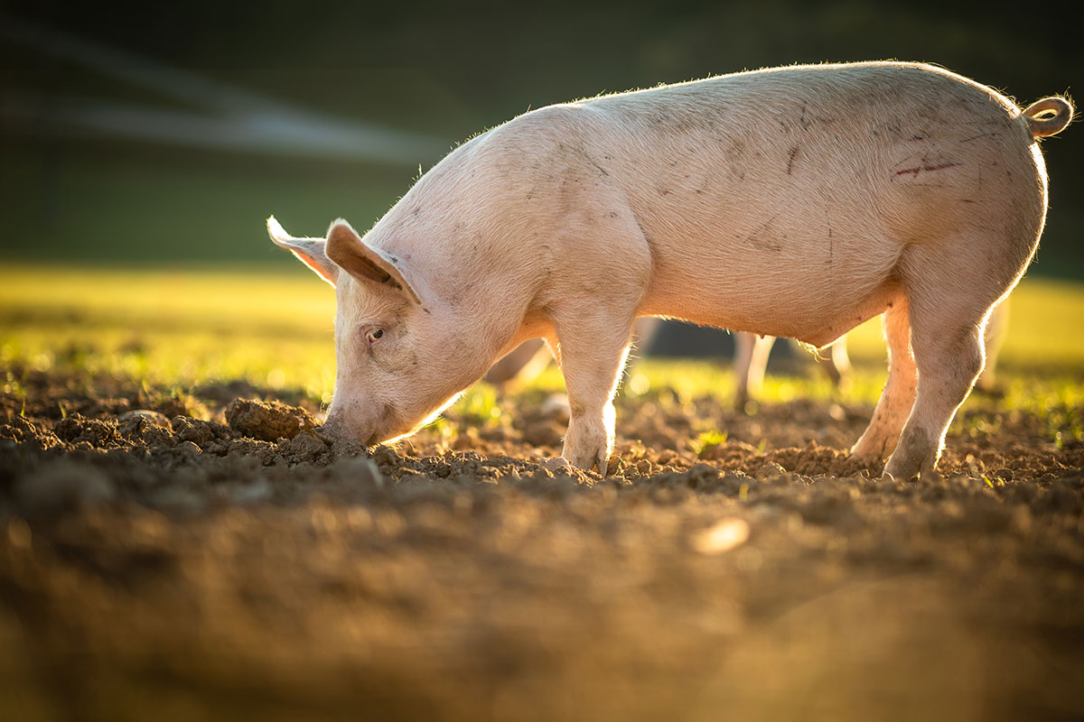 Prosciutto di Parma, “Parsutt” diventa protocollo operativo