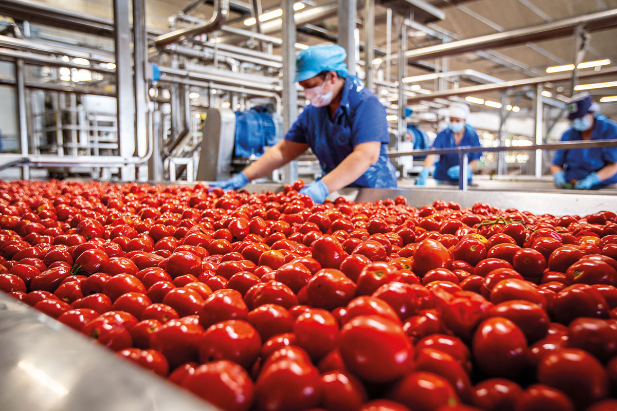 Il Tavolo Agricolo del pomodoro chiede un accordo sul prezzo