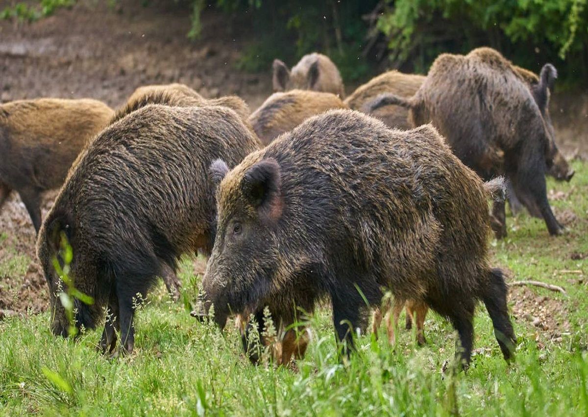 Peste suina: primo caso in provincia di Parma