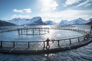 industria ittica norvegese-salmone