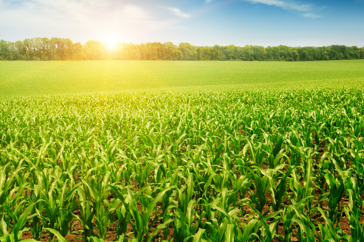 Sostenibilità, valore guida per le conserve vegetali