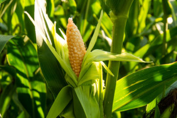 conserve vegetali-mais-grano