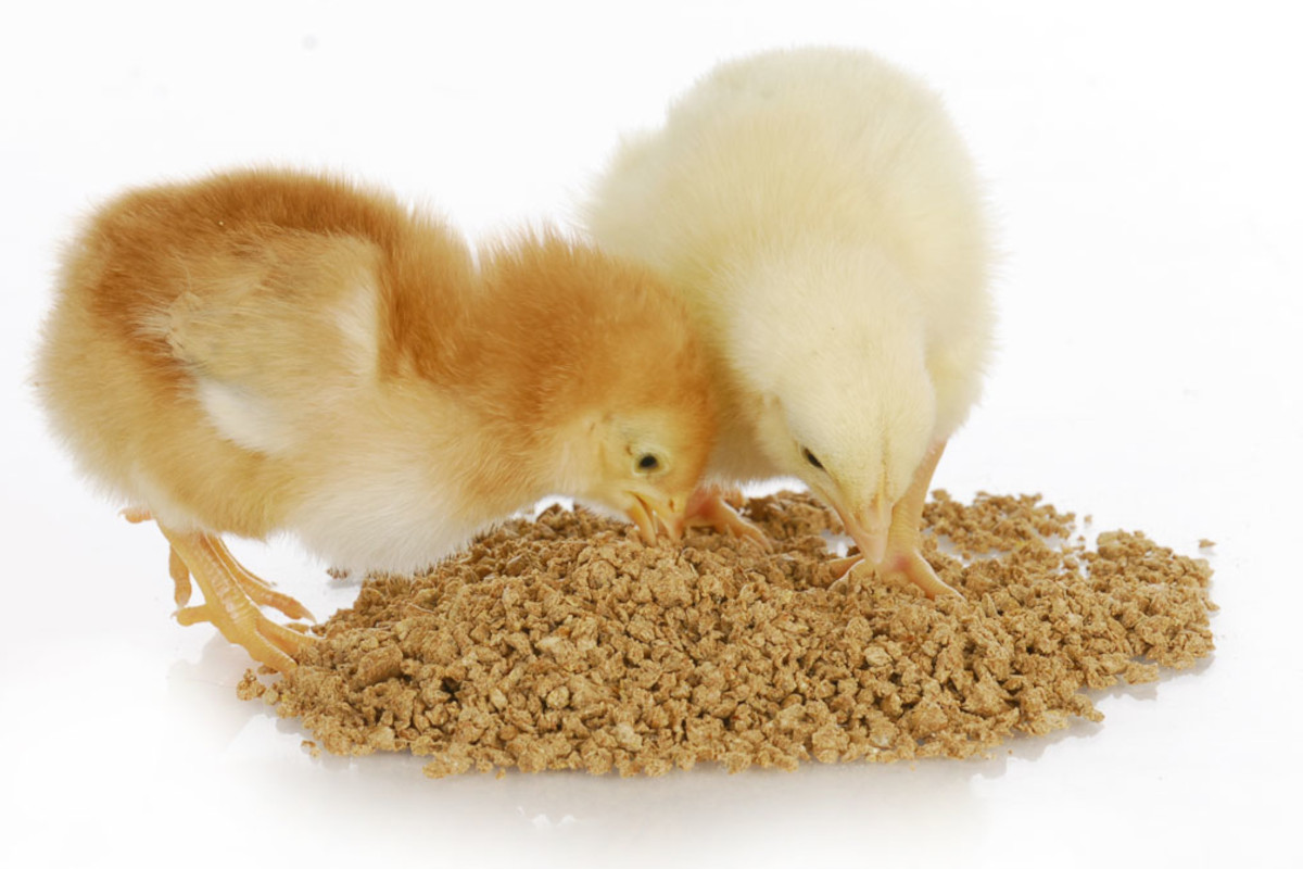 Assalzoo: il settore avicolo è primo per domanda di mangimi