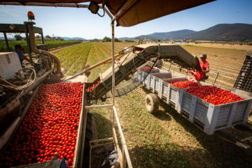 pomodoro-Conserve Italia