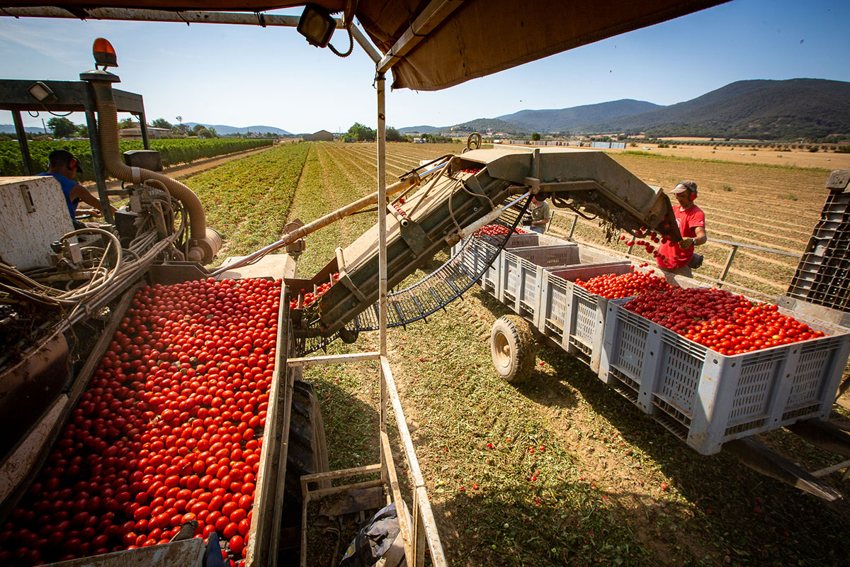 Nelle conserve rosse si punta su progetti di filiera