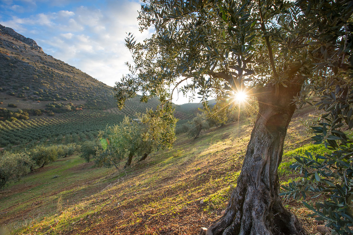 Olio evo, accordo di filiera tra Confagricoltura e Carapelli