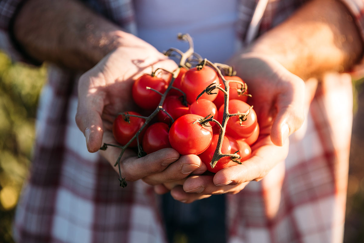 Pomodoro, le previsioni per la campagna 2024