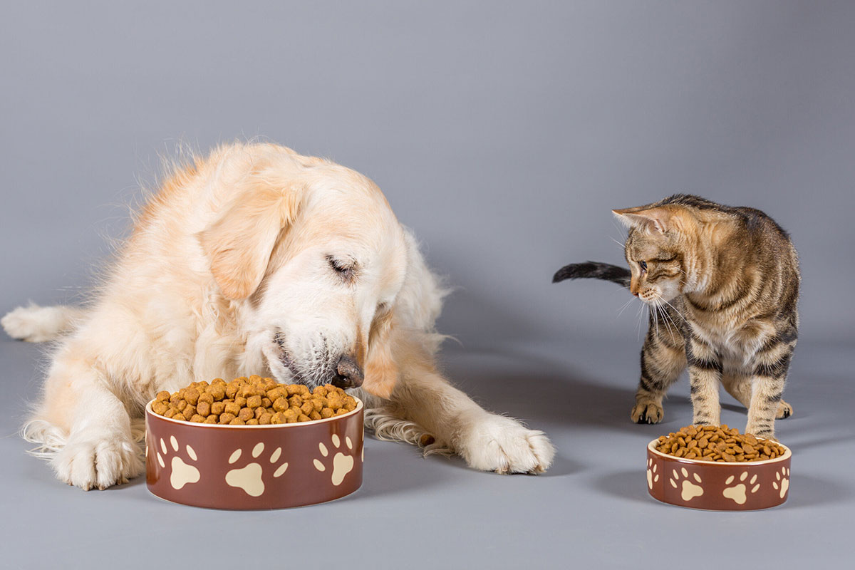 Pet food e pet care: mercato in crescita nel 2022 