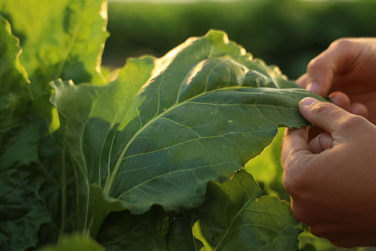 Coprob-Italia Zuccheri, fatturato a quota 269 milioni 