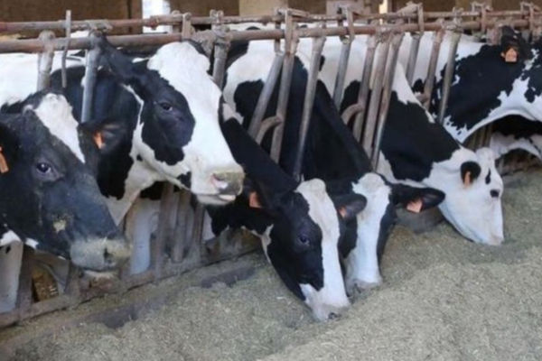Centrale del Latte-latte-stalla-energia-mucche-latte-Lactalis-Confcooperative-crisi climatica