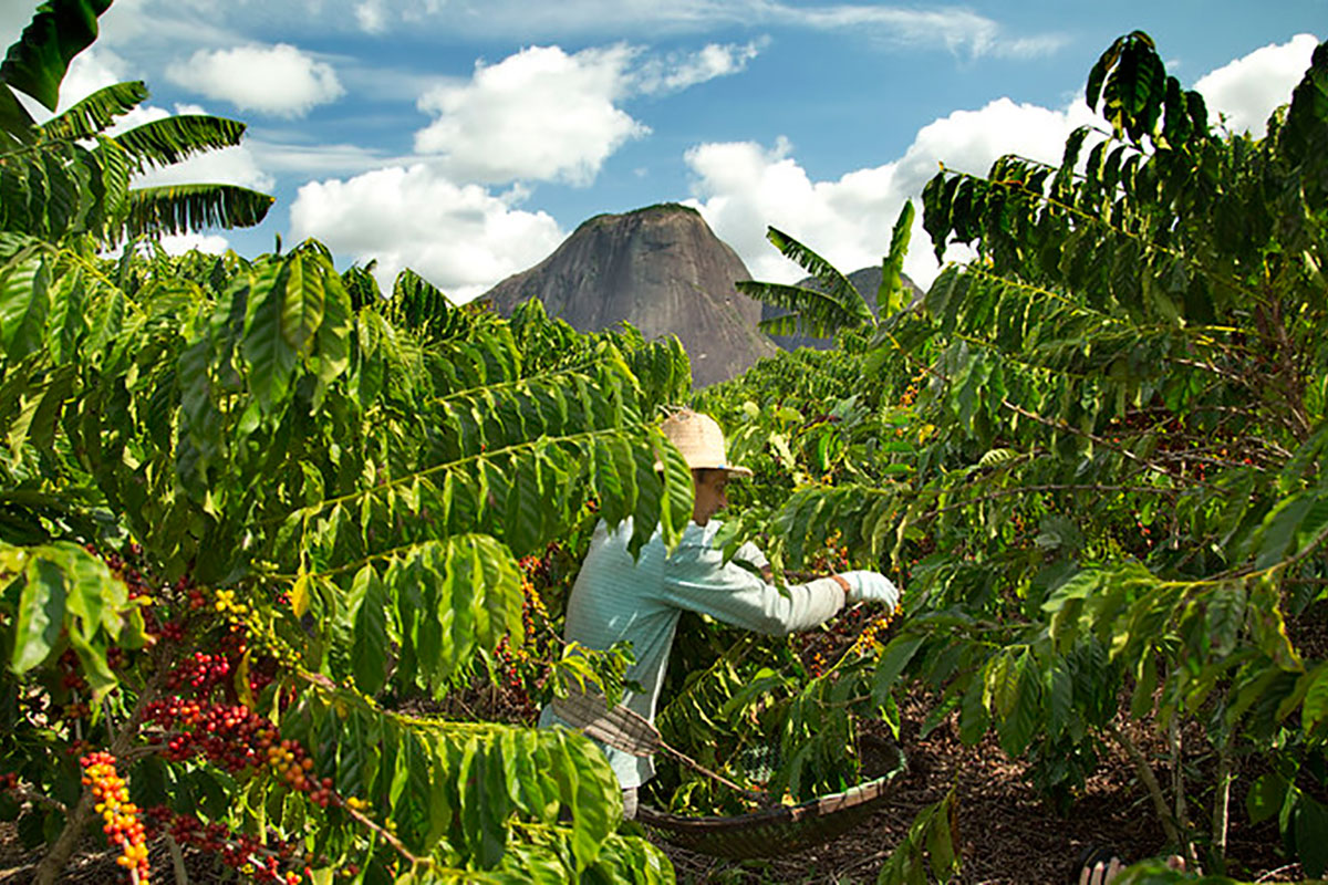 Nestlé lancia il Nescafé Plan 2030: sostenibilità a 360°