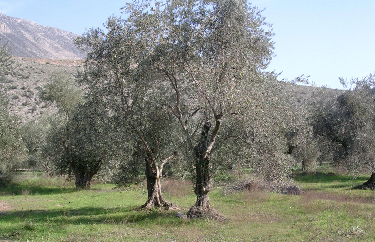 Olio d’oliva, produzione a rischio 
