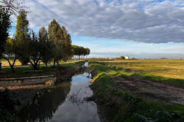 Paesaggio di risaia italiana. Campo di riso Riso Gallo con canale d'acqua e alberi.