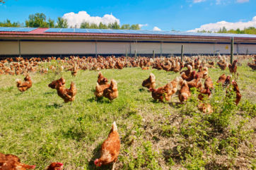 Eurovo-galline-allevamento-uova-ovoprodotti-benessere animale