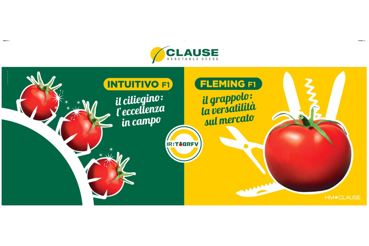 HM.Clause lancia in Italia i suoi primi pomodori resistenti al ToBRFV virus