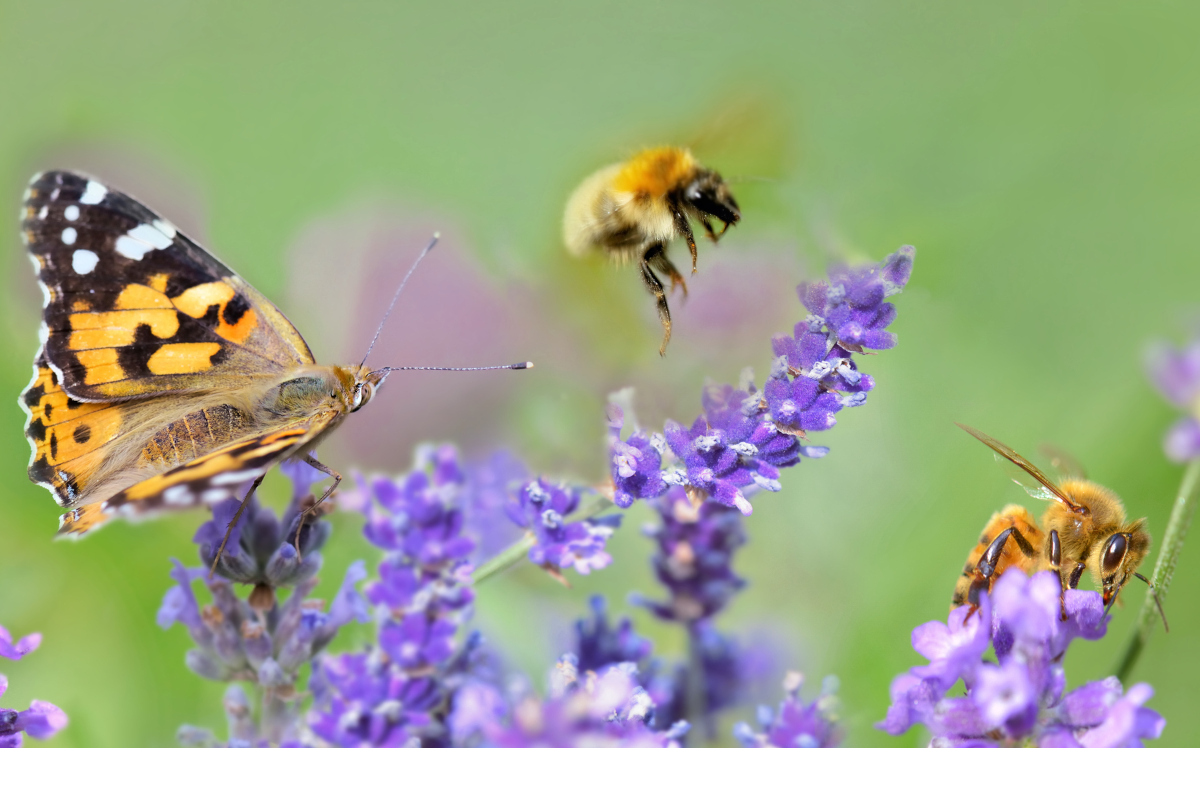 Agromonte sceglie la biodiversità insieme a 3Bee