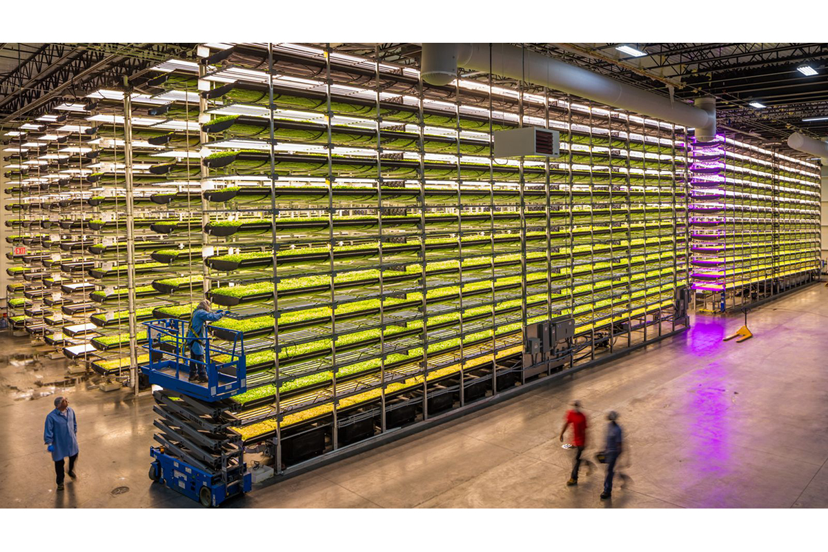 AeroFarms, vertical farming in affanno