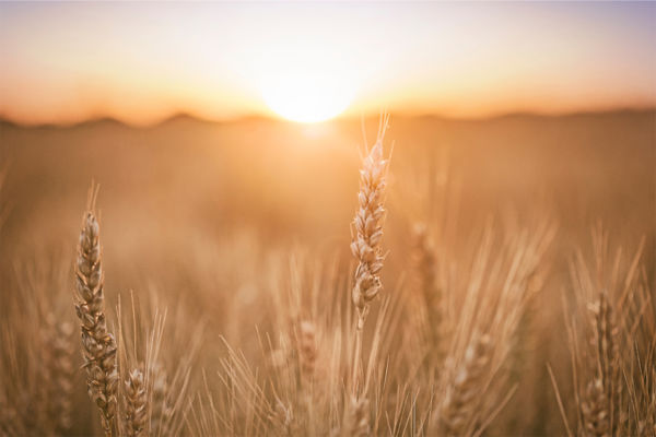 Campo di grano al tramonto. Agricoltura rigenerativa Nestlé.