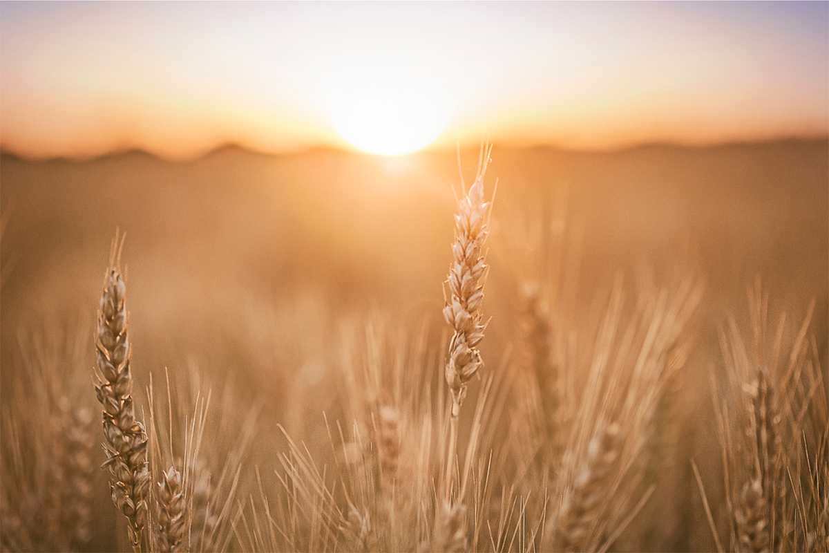 Un consorzio a guida italiana studierà le politiche agricole europee