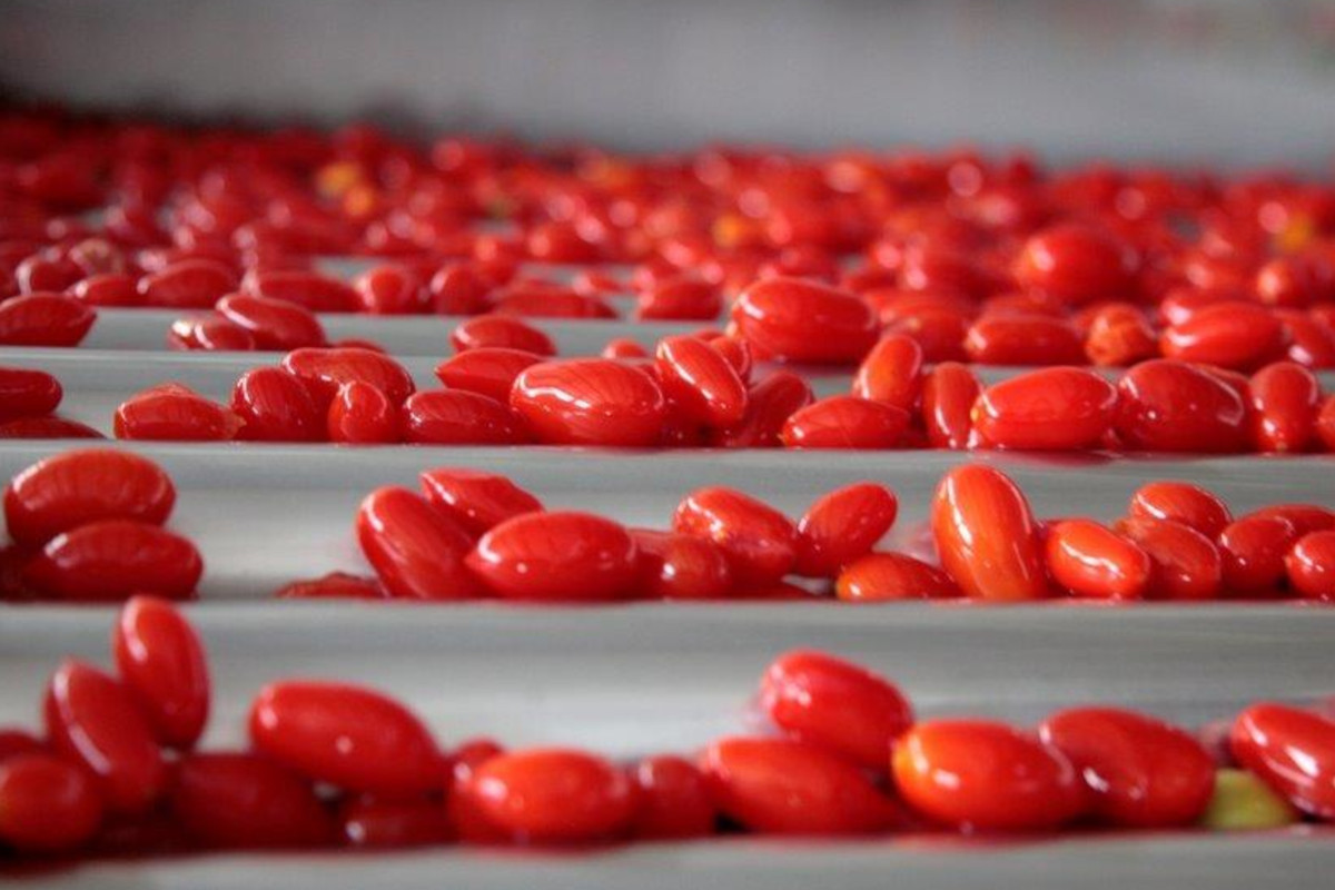 Conserve di pomodoro, nel 2023 esportazioni per tre miliardi