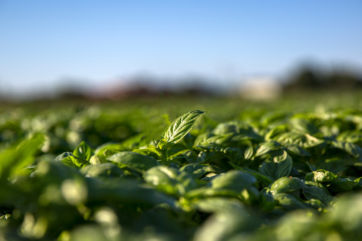 Barilla-certificazione basilico-sughi-pesto-conserve