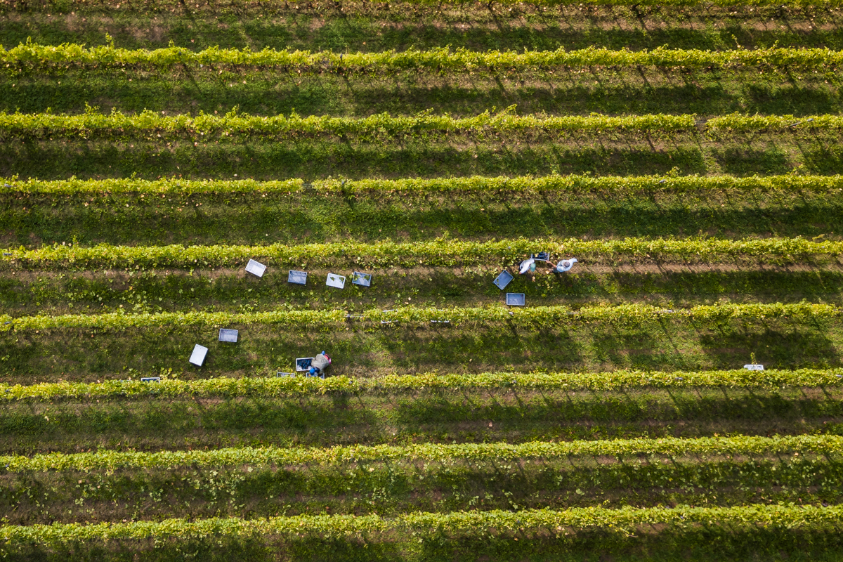 Vendemmia 2023: cala la produzione, sale la qualità