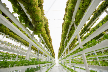 Vertical Farming