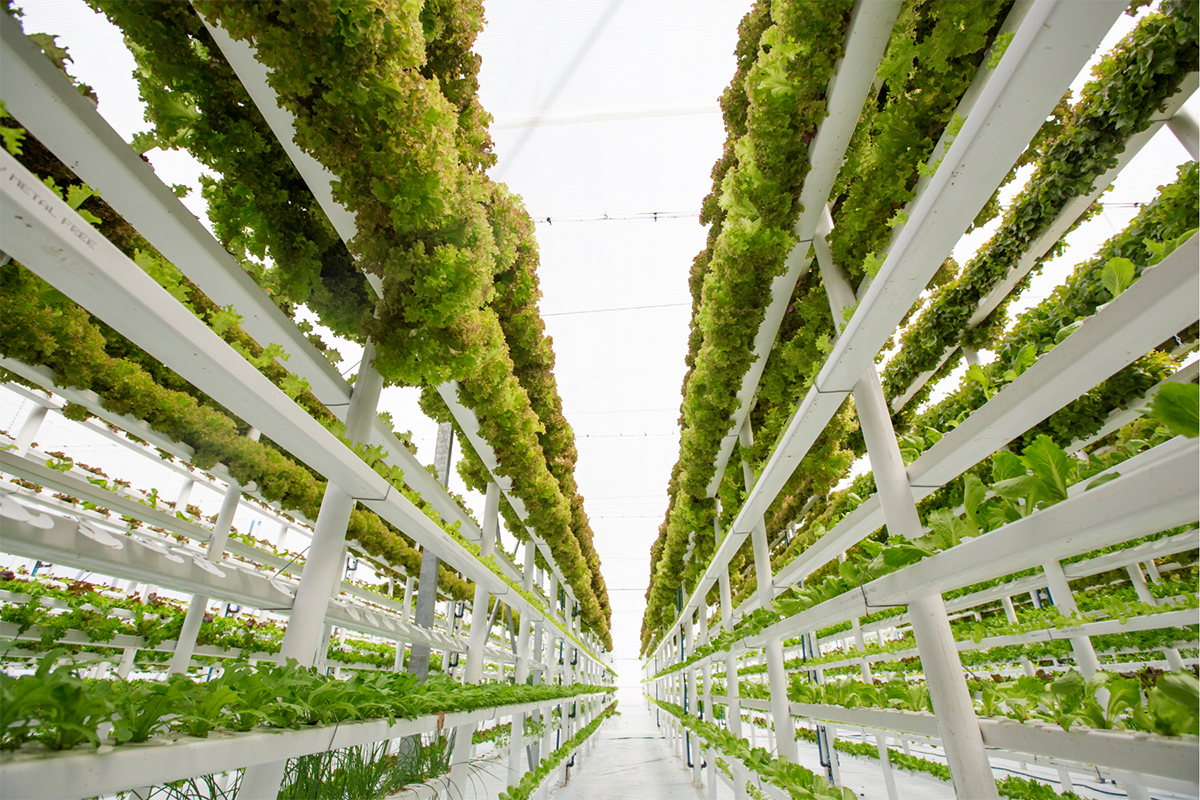 Conad, spazio al vertical farming