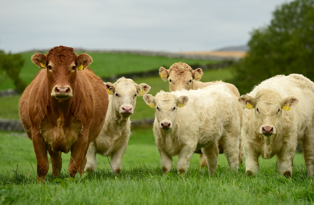 Carne irlandese, Roberto Valbuzzi diventa ambassador per l’italia