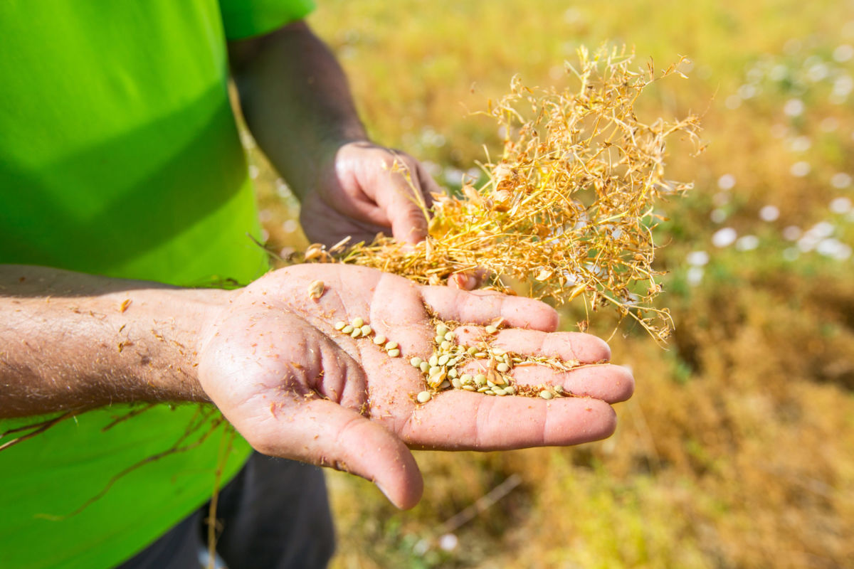 Agricoltura rigenerativa: al via il progetto di Andriani