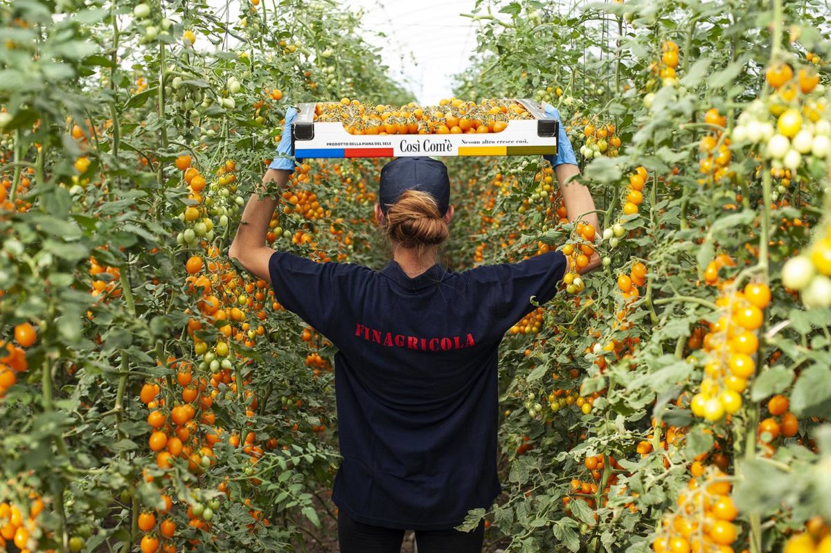 Finagricola: tempi di cottura in etichetta per le conserve di pomodoro