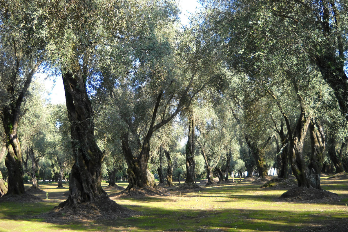 Fooi, “Valore Extra” per rilanciare l’olio d’oliva