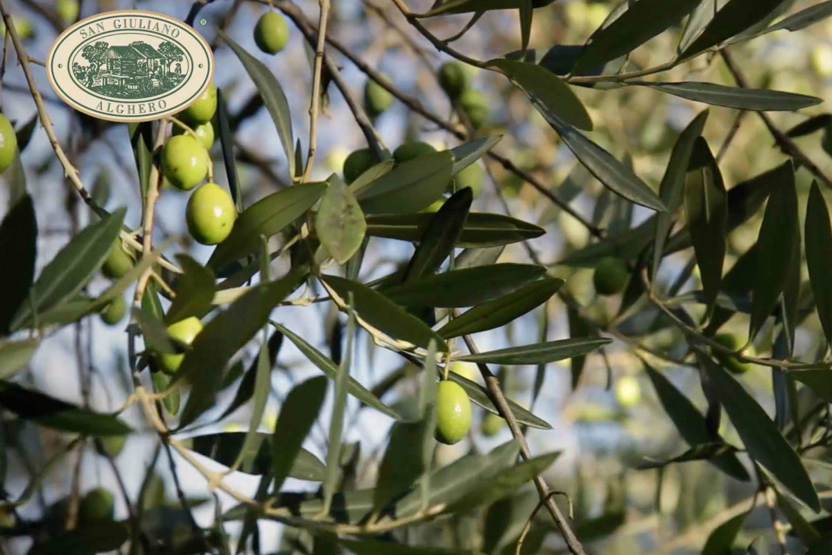 Ramo d'olivo San Giuliano con olive verdi. Olio extra vergine di oliva-olio d'oliva