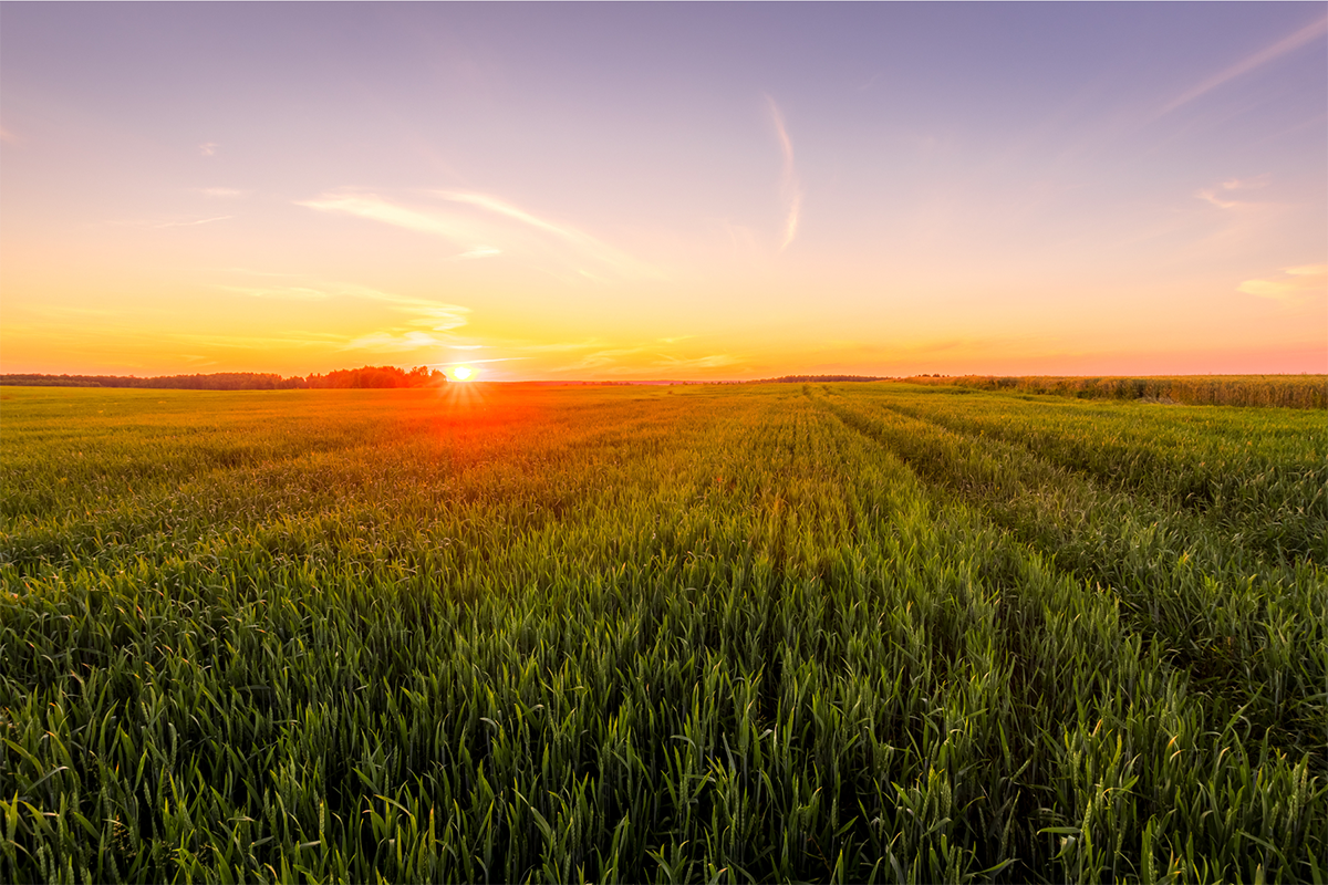 Agricoltura rigenerativa, l’impegno dei big