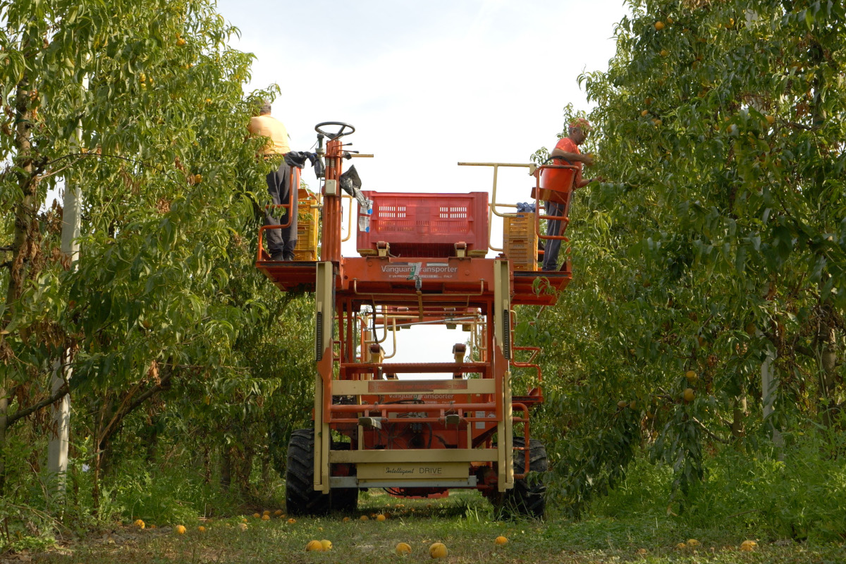Conserve Italia rilancia i progetti di filiera per la frutta