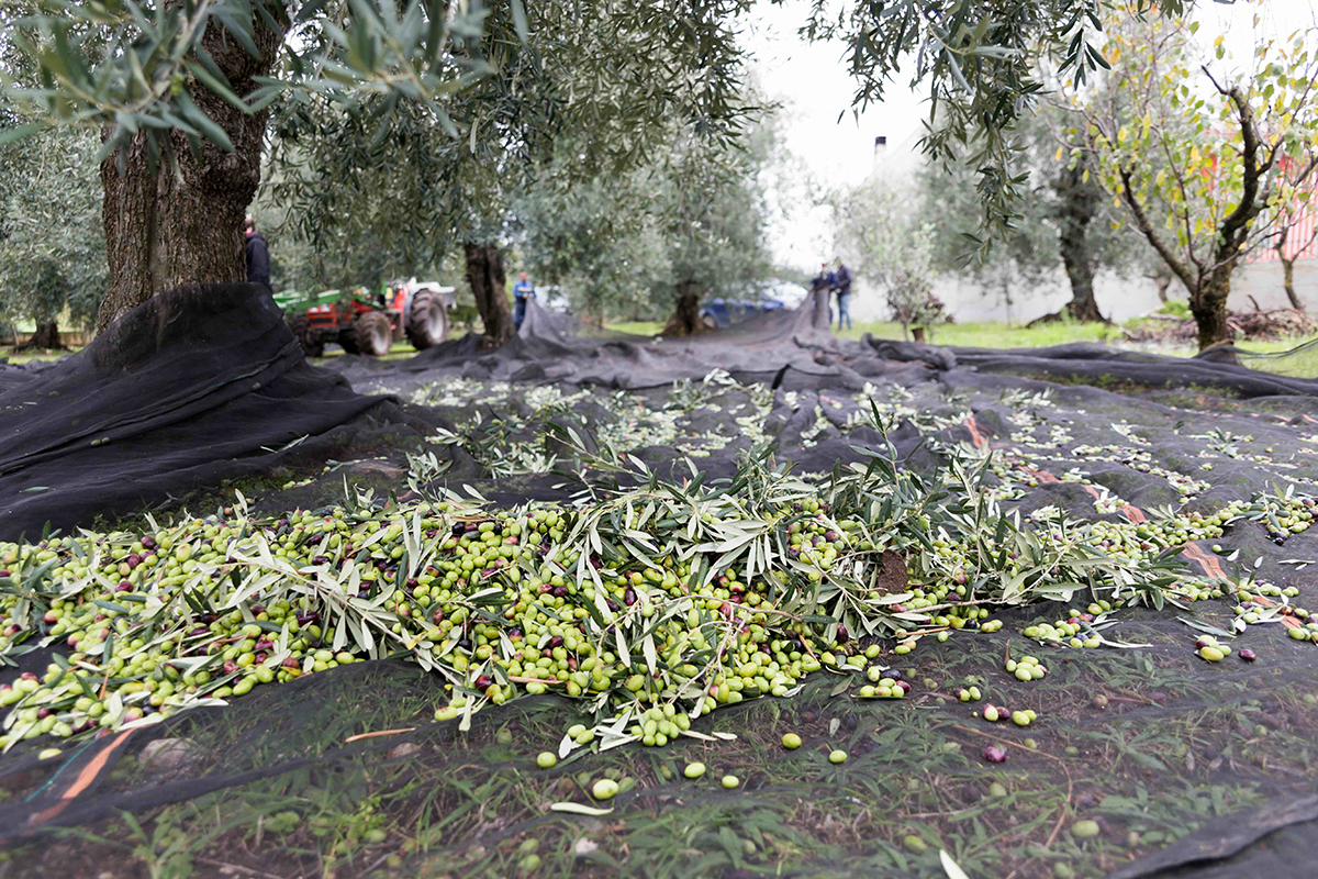 Olio d’oliva: lieve calo dei prezzi da gennaio 2024